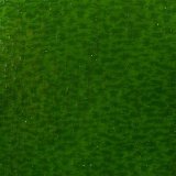 Kokomo Granite Dark Eucalyptus Green 657-794G 270x270mm