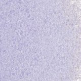 Oceanside Violet Medium Frit 96Coe .24kg F3-5342-96